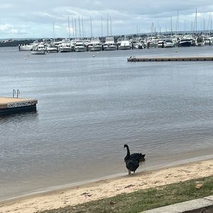 Meet your Posher, Heshani